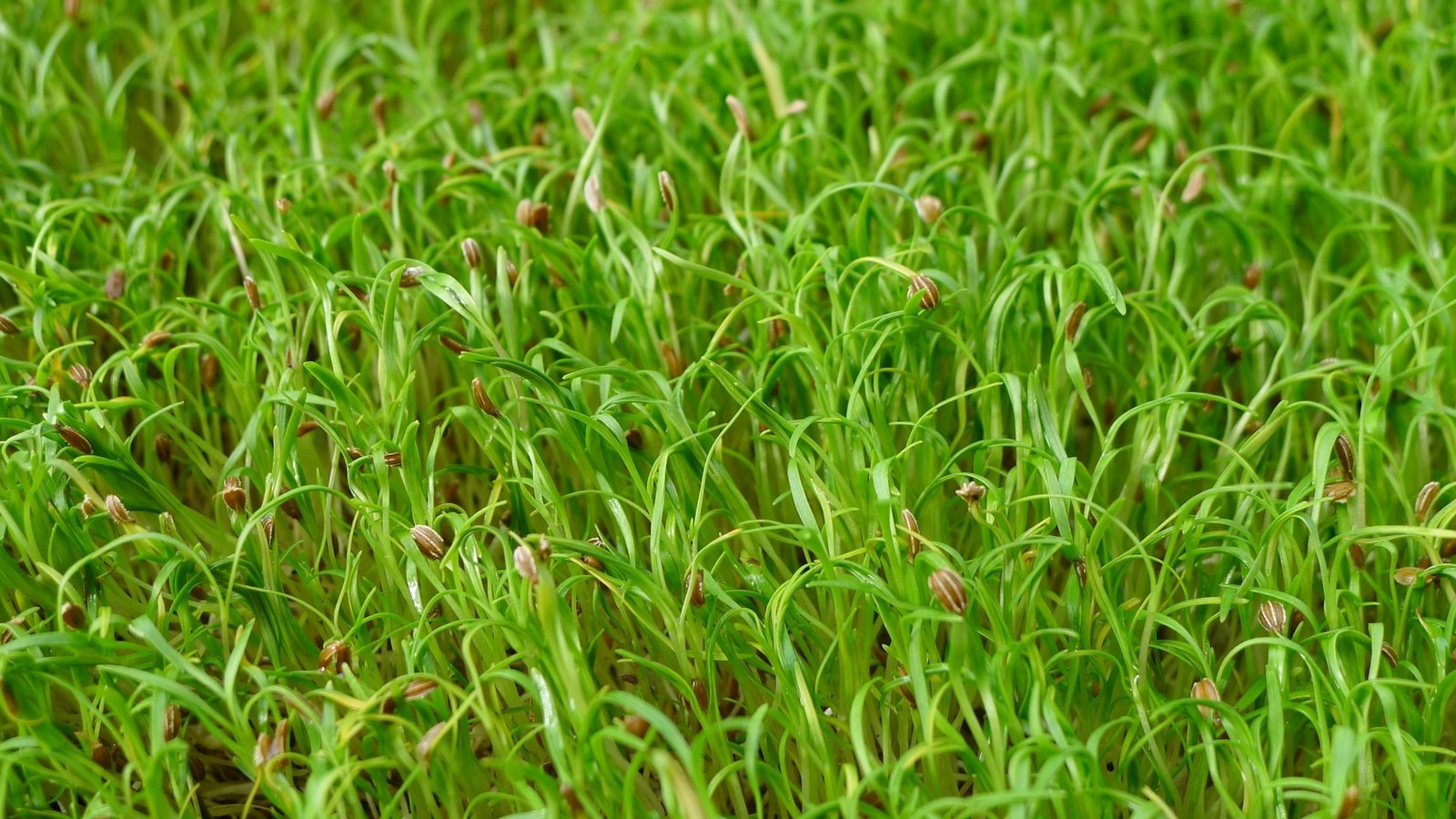 Karottensprossen
