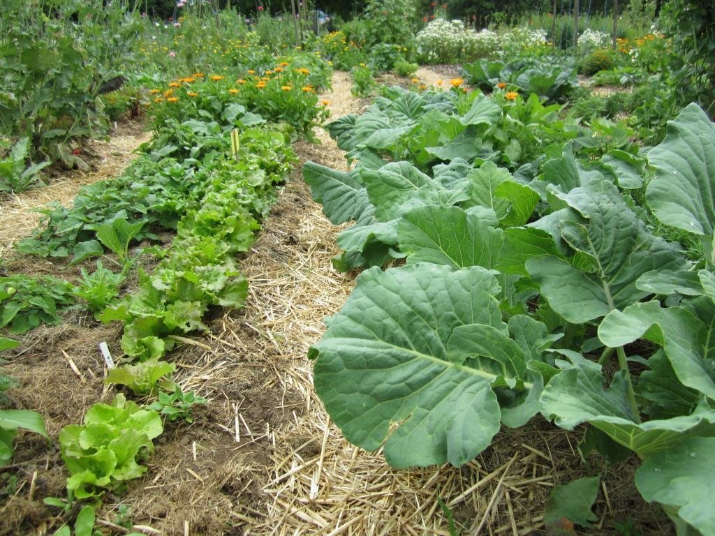 Mulch bedeckt die Beete