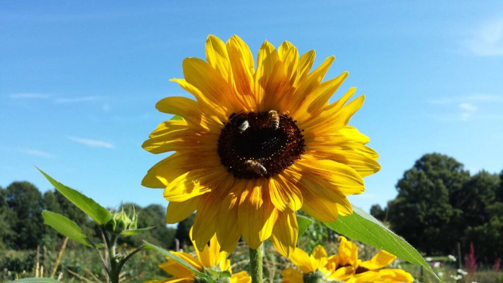 Sonnenblume mit Bienen machen gute Laune.
