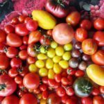 Bunte Tomatenvielfalt von Christine Zimmermann Bunte Tomatenvielfalt von Christine Zimmermann