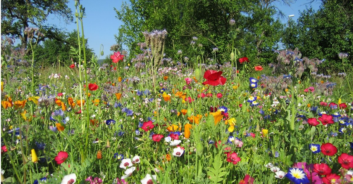 Eine einjährige Blumenwiese entsteht Biogarten Füllhorn
