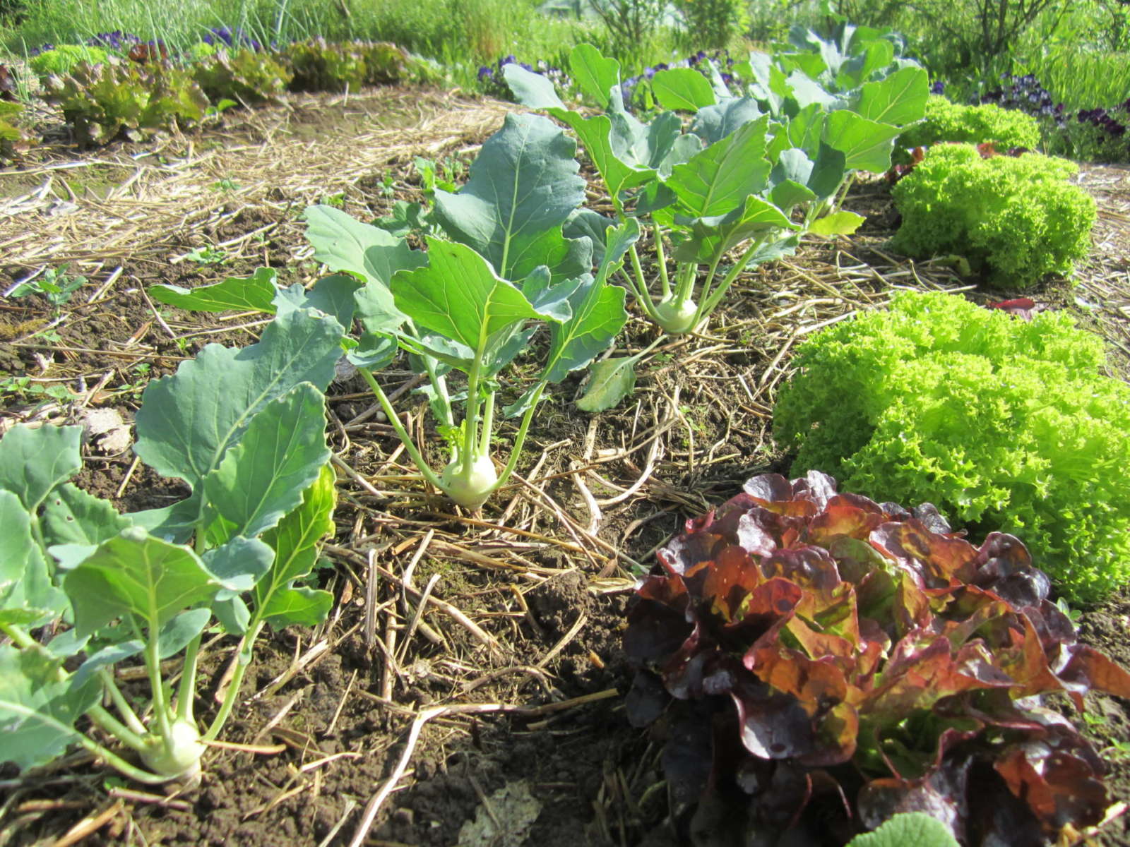 Der Anbau von Kohlrabi - Biogarten Füllhorn