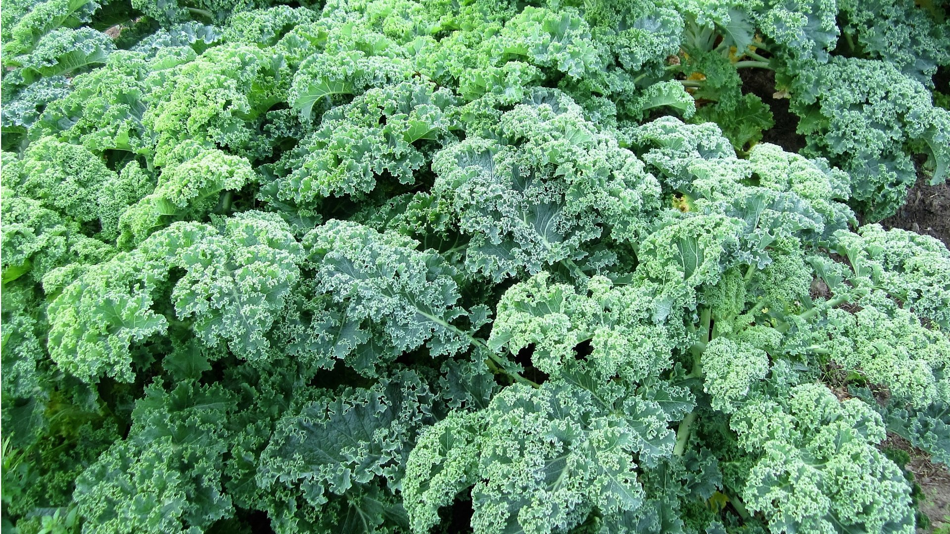 Superfood Grünkohl - Biogarten Füllhorn