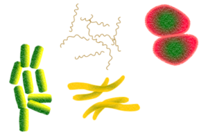 bacteria-1450088_640