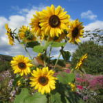 sonnenblume