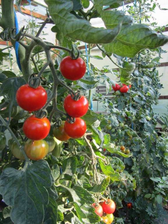 Tomatenanbau