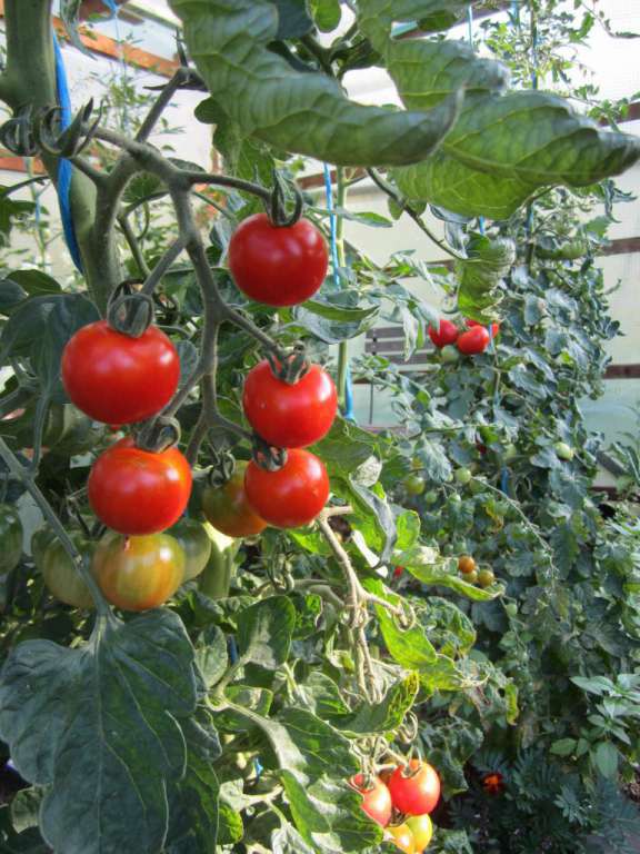 Rote Tomaten selbst vermehrt