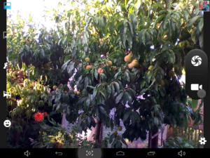 Der Pfirsichbaum hat die Kräuselkrankheit überwunden