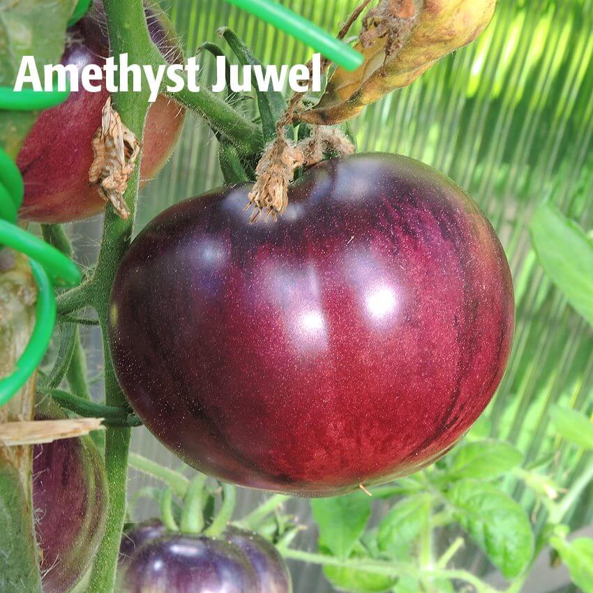 Tomate Amethyst Juwel