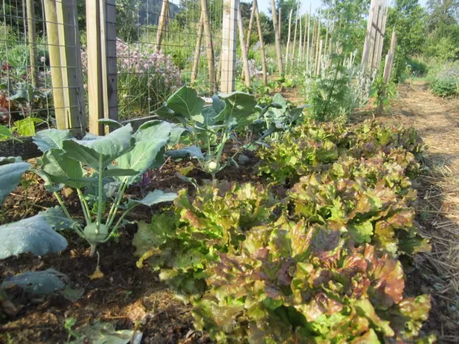Bataviasalat und Kohlrabi im Garten