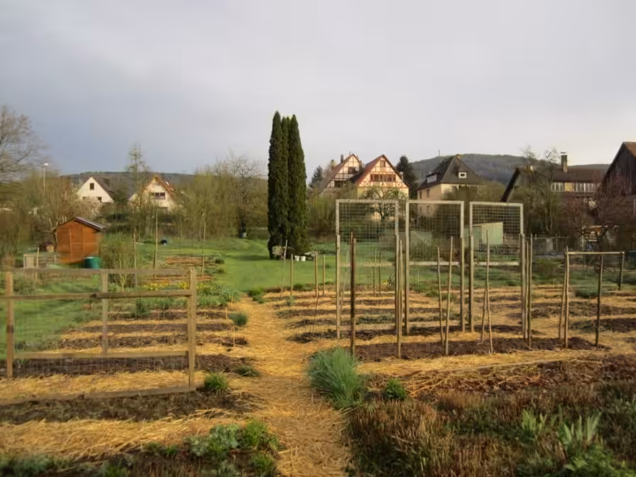 Mit Stroh gemulchte Wege im Biogarten