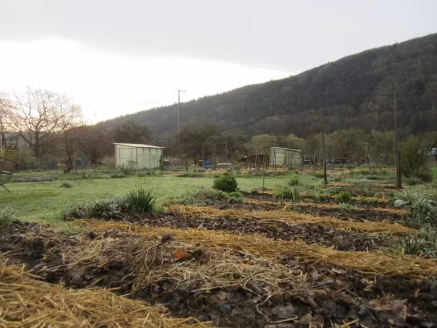 Gemüsebeete mit Mulchschicht 