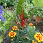 Bunter Mangold mit Tagetes und einjährigem Rittersporn ist eine Zierde des Gemüsebeetes