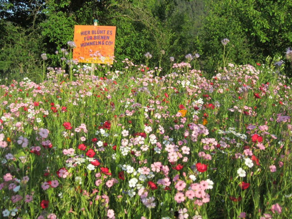 Eine einjhrige Blumenwiese entsteht