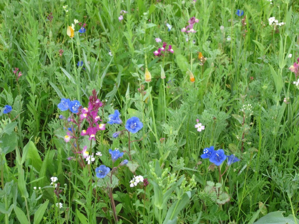 regionales saatgut blumenwiese Artenreiches Saatgut – Blumenwiese mit heimischen Arten – WildLand main image 1