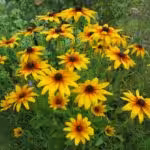 einjaehriger-sonnenhut