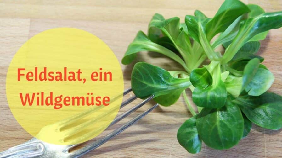Feldsalat, ein Wildgemüse (2)