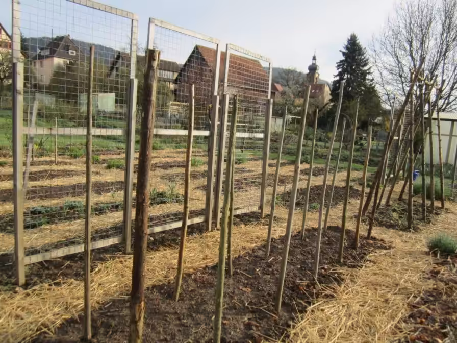 Bohnengestelle und Gurkengestelle im Gemüsegarten