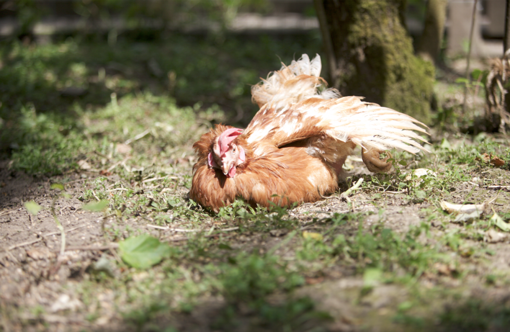 Glückliches Huhn vom Gartengemüsekiosk