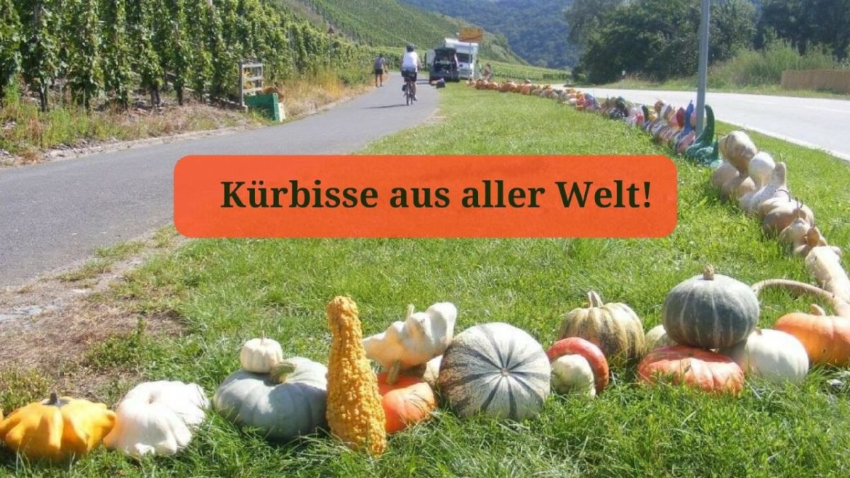 Kürbisse aus aller Welt!