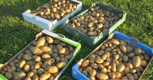 Kartoffelanbau im Biogarten (1)
