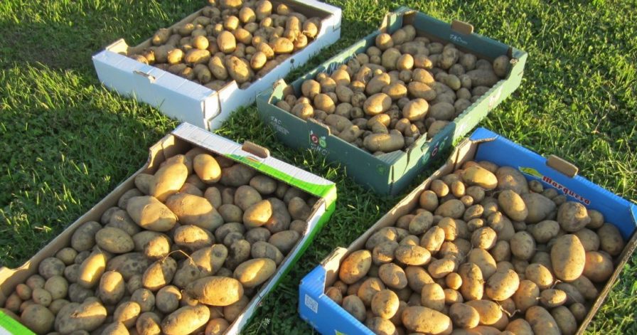 Kartoffelanbau Im Biogarten Biogarten Fullhorn