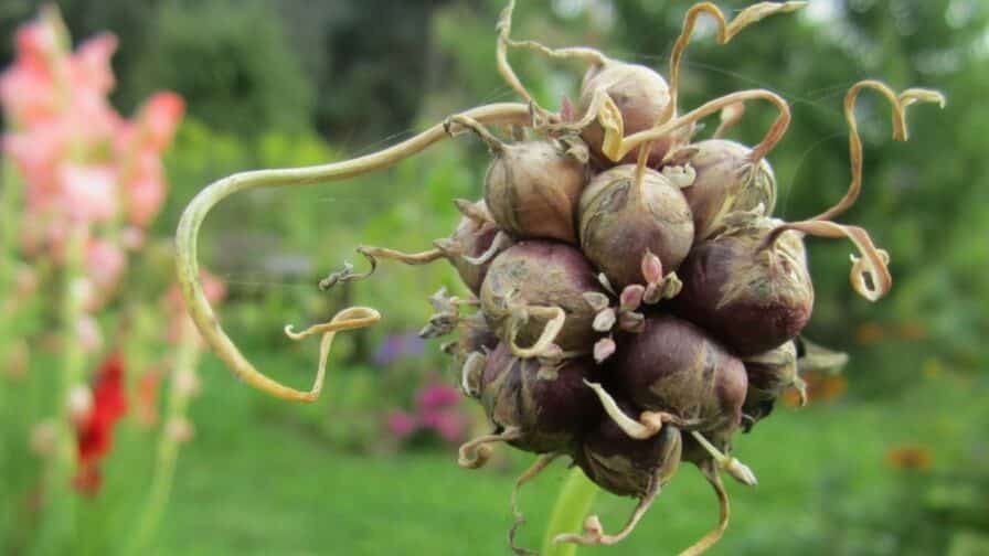 Der Anbau Von Knoblauch Leicht Gemacht Biogarten Fullhorn