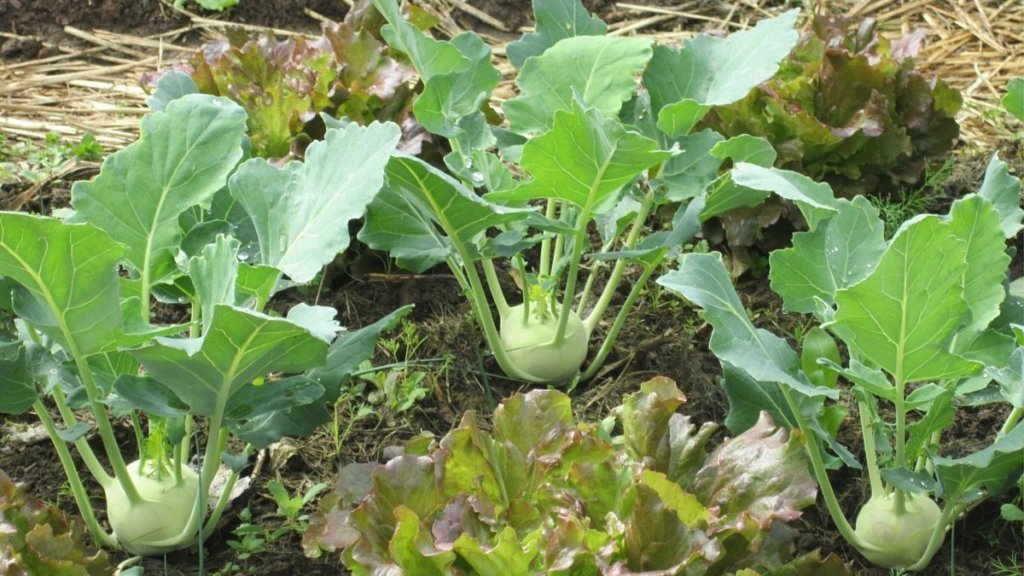 Der Anbau von Kohlrabi