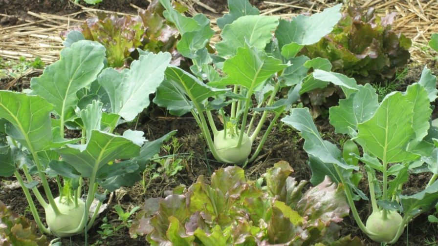 Kohlrabi und Salat in Mischkultur