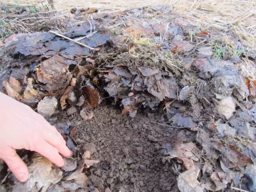 Laubschicht auf Beet wird beiseite geschoben