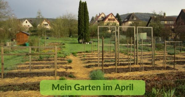 Mein Garten im April (1)