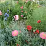 Mohn im Biogarten