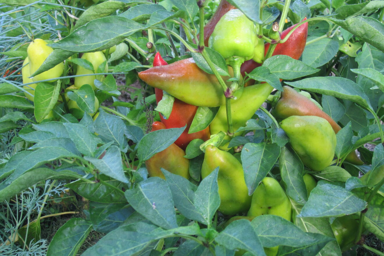 Reife Paprika ernten!