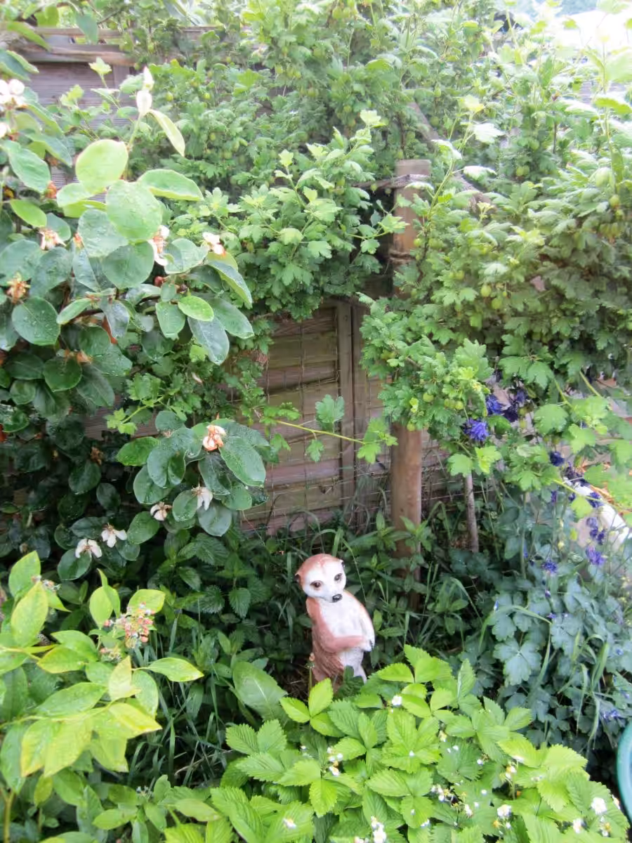Quittenbusch und rote Stachelbeere hinter Erdmännchen an Heidelbeeren und weißen Erdbeeren