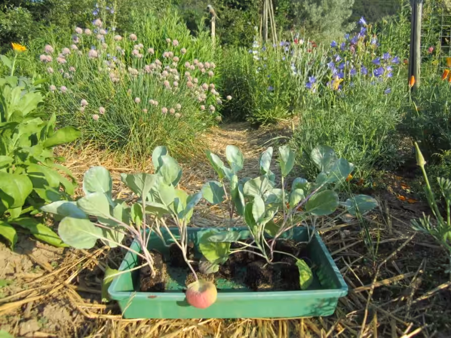 Setzlinge von Rosenkohl