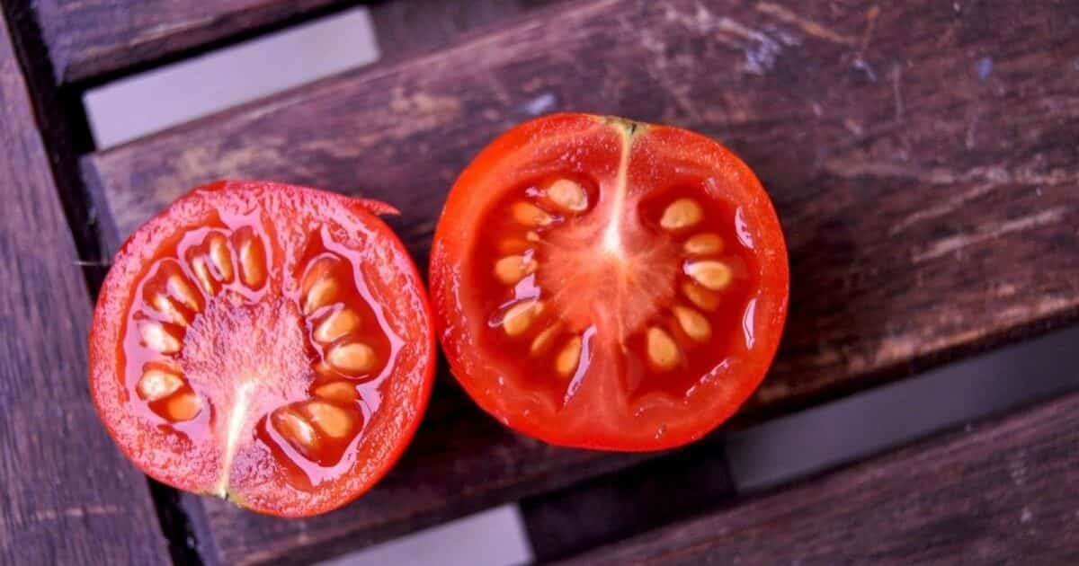 Samen von Tomaten