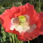 Schlafmohn mit Samenkapsel
