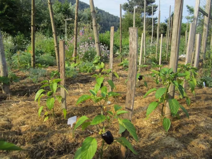 Schwarzer Paprika im Garten