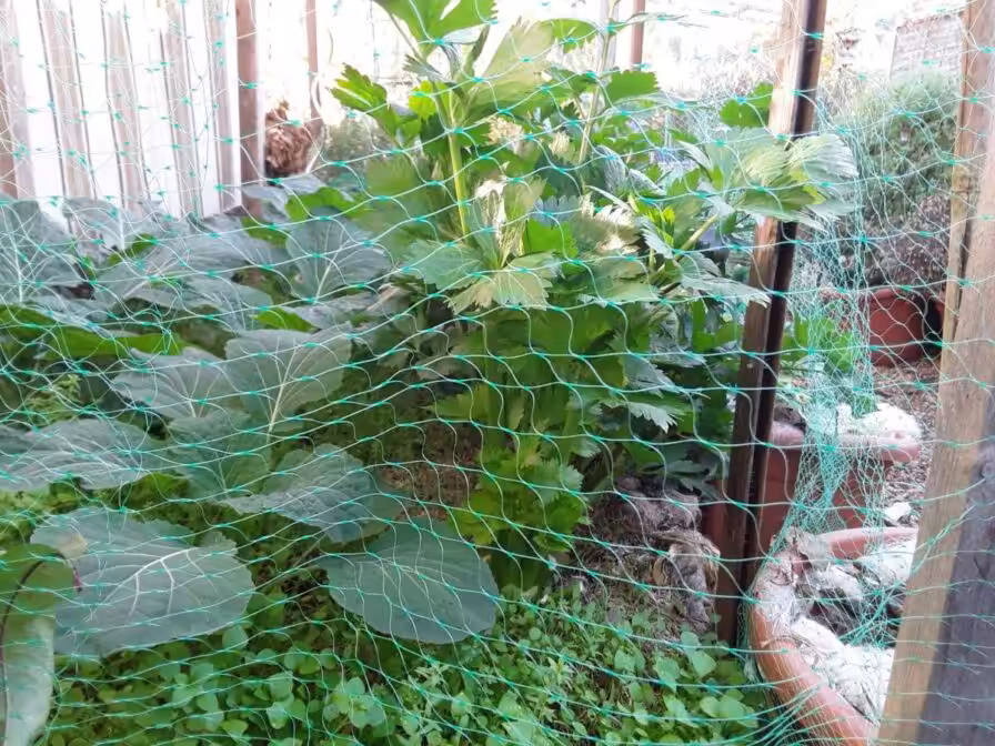 Stangensellerie in Mischkultur mit Wirsing