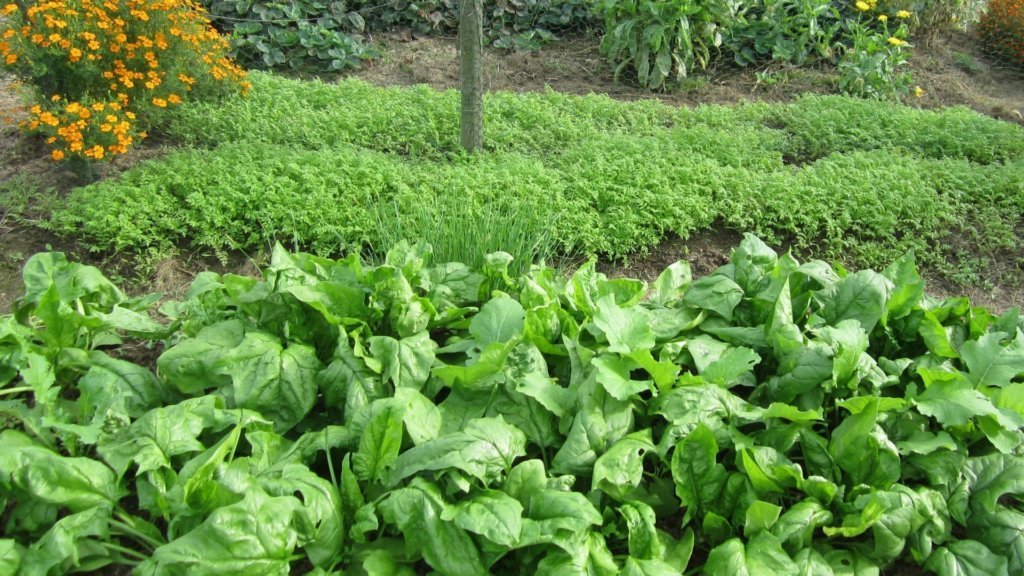 Spinatanbau im Garten