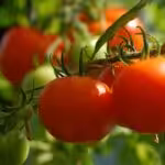 Tomaten an der Rispe
