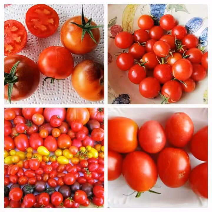 Tomatenvielfalt von Christine Zimmermann