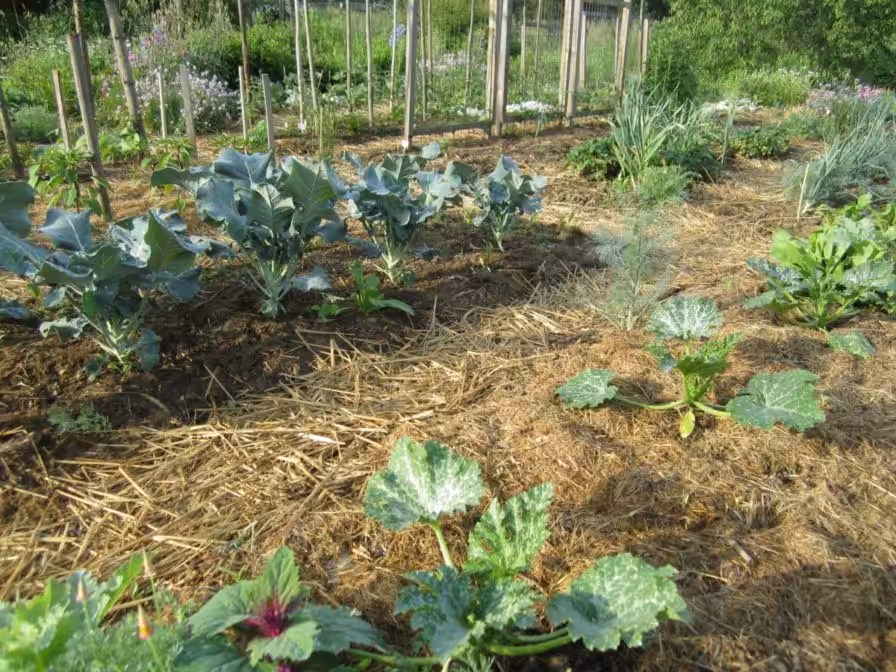 Zucchini und Brokkoli im Garten