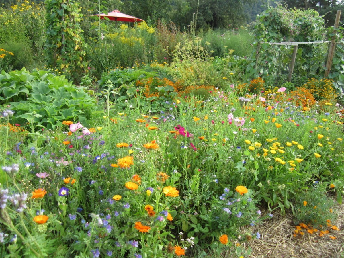40+ Im Garten Viele Kleine Saaten, Im garten erfolgt die saat in der